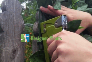 install hedges staple gun