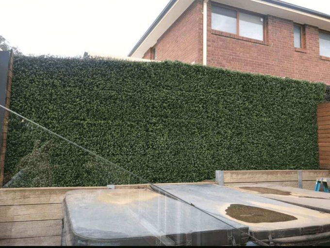 Premium Artificial Buxus Wall next to poolside on wooden fence frame for added privacy