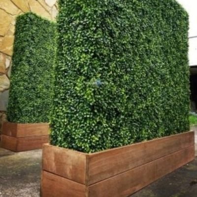 Deluxe Boxwood Hedges With Planters Various Sizes (Merbau Planters) (Wheels Optional)