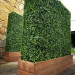 Artificial UV Boxwood Hedge with Timber Planter