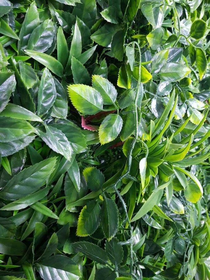 Quality green wall with a variety of green wall plants