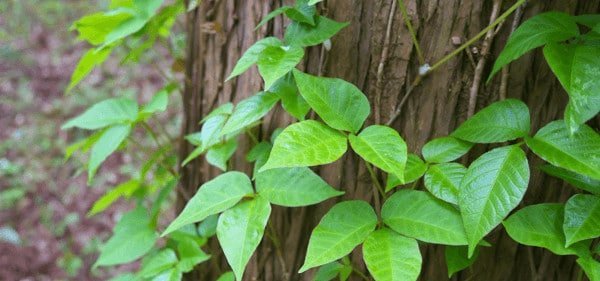 Poison ivy and how to remove or identify it