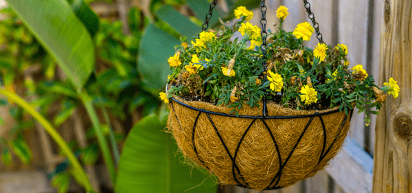 Hanging plants - hanging basket plant with flowers