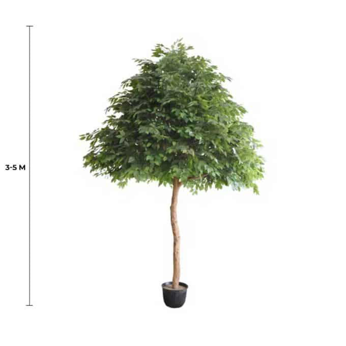 Giant Artificial Ficus Tree (3m to 5m)