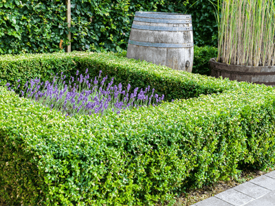 5 ways to make the most of a boxed hedge - boxed hedging for garden tips