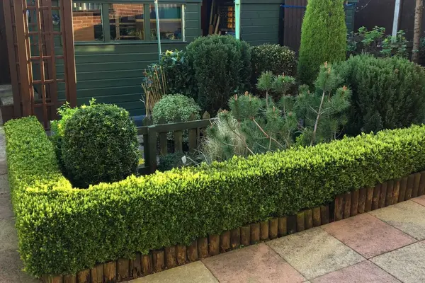 box hedge garden design