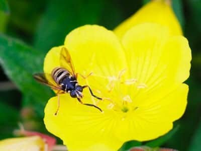 Wasp on a bright yellow flower plant looking up at a person