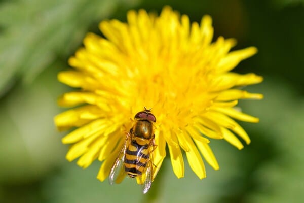 bee attracted by beautiful yellow flower