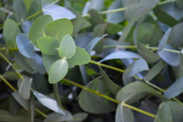 eucalyptus plant