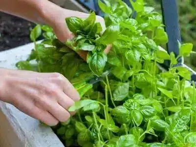 picking up a fresh basil plant