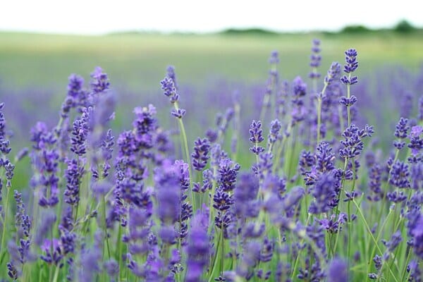 a field of Levender plants