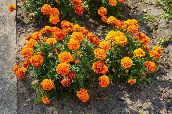 orange Mexican marigold flowers in bushes near a street