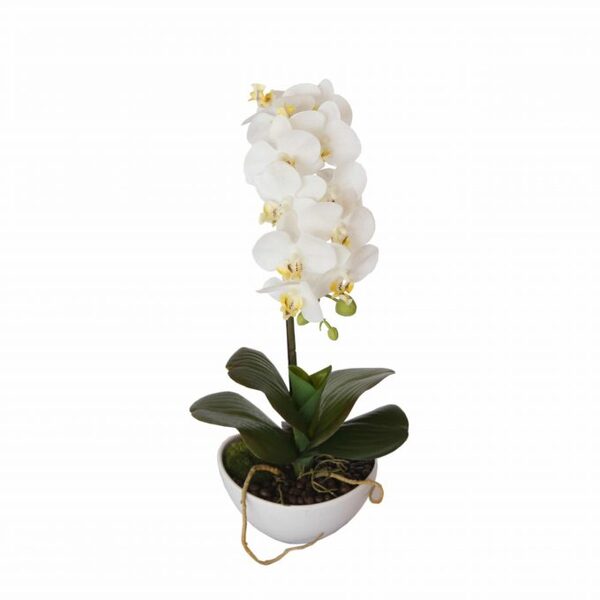 fake white butterfly orchid