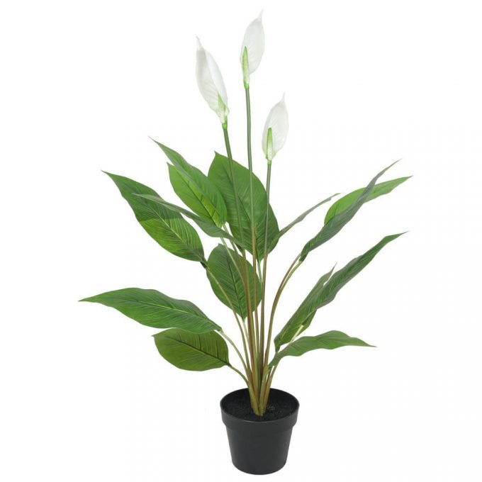 potted calla lily plant