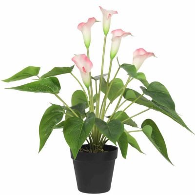 potted calla lily with pink flowers