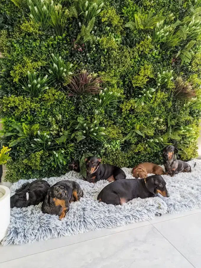 Lush Spring Green Wall Panel Installed at a Dog Groomer
