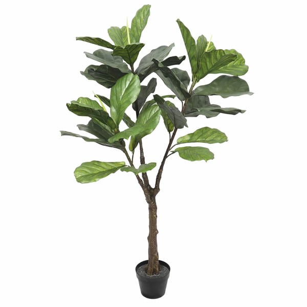 fiddle leaf fig tree for indoors
