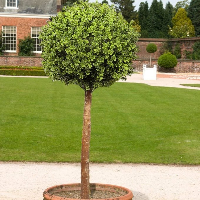 Artificial Topiary Tree with One Ball - Faux Boxwood Topiary