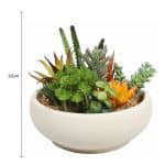 Succulent Bowl with Natural Stone Pot | Designer Plants