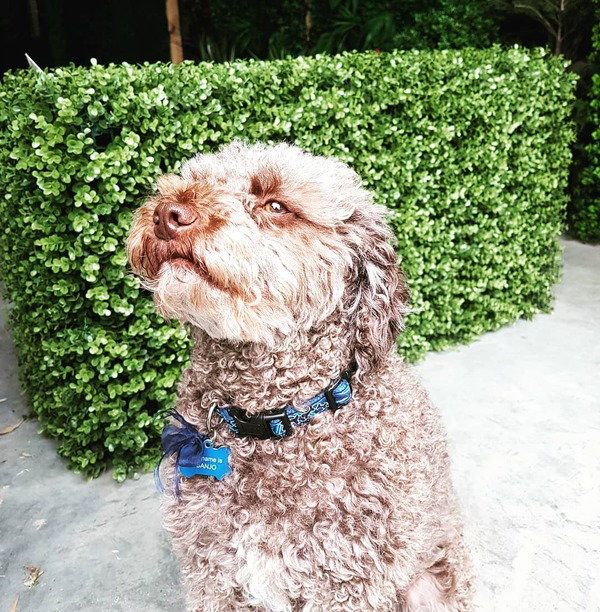 dog bonjo posing in front of faux outdoor hedge