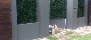 pet friendly artificial plant walls