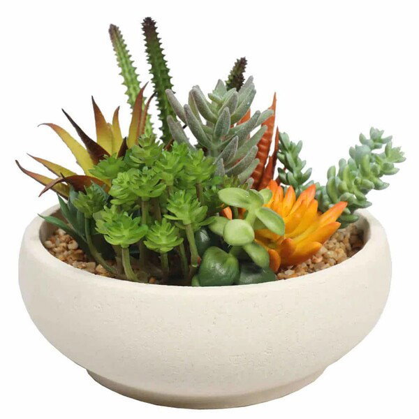 small plastic succulent plant bowl