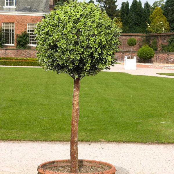 artificial outdoor big topiary tree