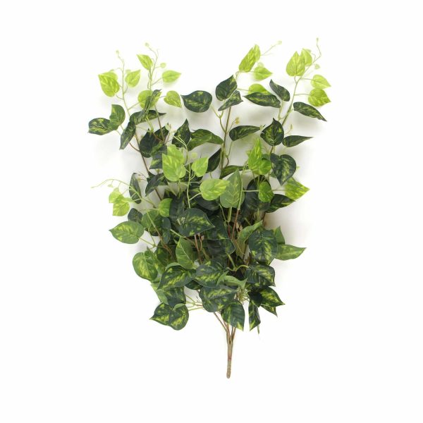 Heart Leaf Philodendron Hanging Creeper Bush (Devils Ivy) 78cm