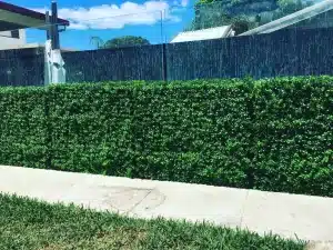 Bright buxus fake hedgesTEST