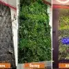 Commercial Artificial Green Wall Installation for a business replacing a dead green wall