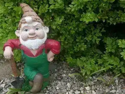 Garden knome in pebbles surrounded by a green boxed hedge - boxwood green hedge and shrub