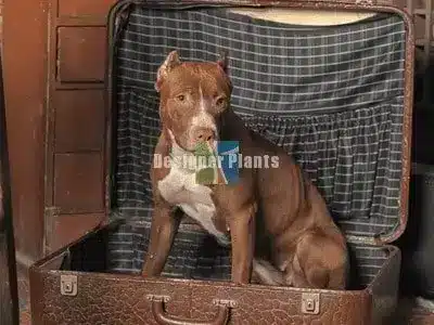 Home style comfy pet bed