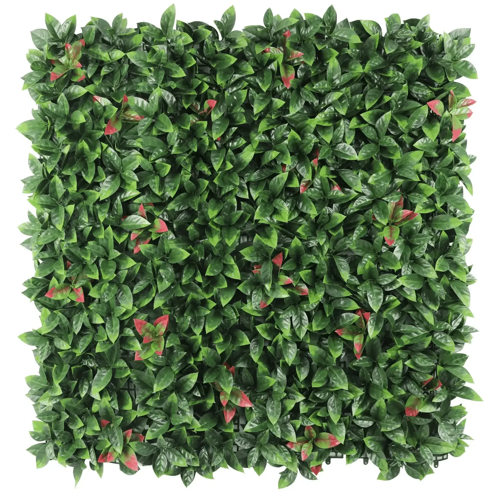 Front View of Photinia Panel