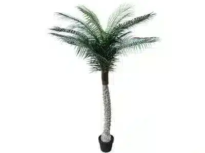 Tropical Phoenix Potted Palm Tree