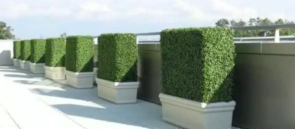 Your guide to boxwood hedges boxed hedges in the home ql00u7htaank1qljg3qvvm5cvlabcrhkxgqroz7r7s