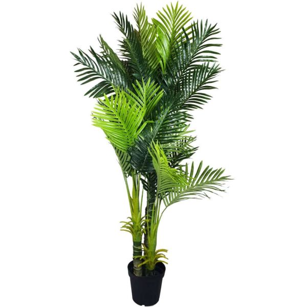 Multi Trunk Hawaii Palm 180cm