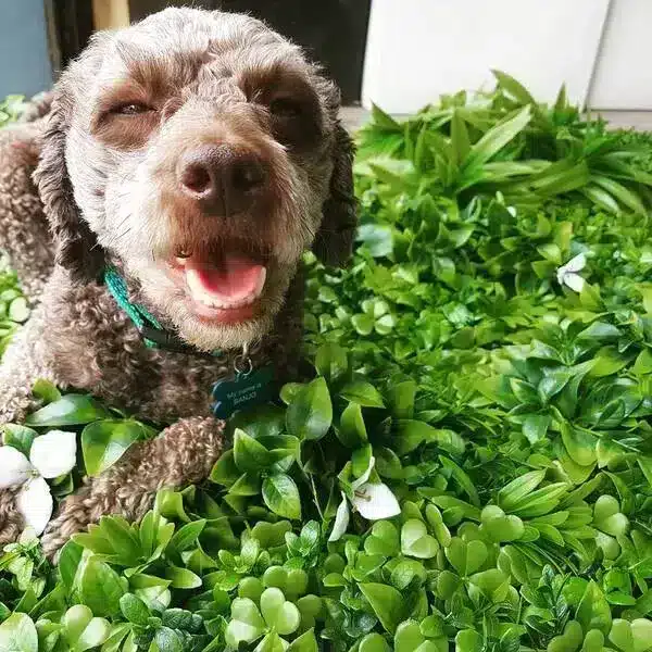 bonjo dog playing with artificial plants