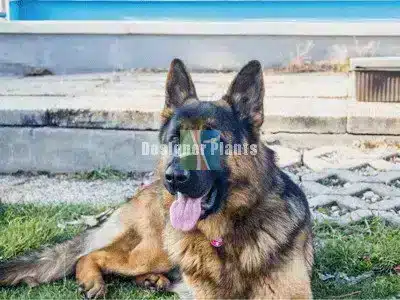 Best fence for dogs