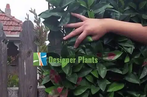 install hedges