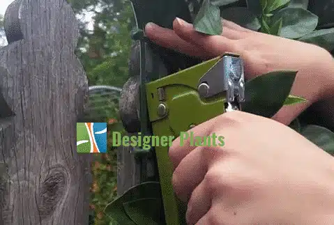 install hedges staple gun