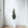 Artificial Snake Plant Sansevieria UV Resistant min.png