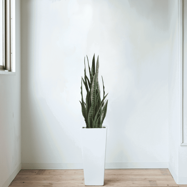 Artificial Snake Plant Sansevieria UV Resistant min.png