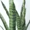 Artificial Snake Plant Tall Dark Green Mothers Iin Law Tongue Leaves.webp