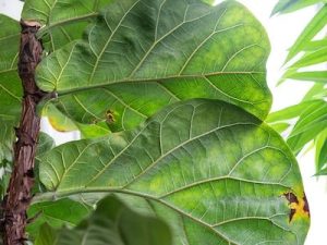 Fiddle Lead Figs