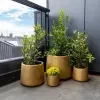 Gold Concrete Planters and Pots with Plants Potted Inside