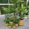 Golden Planters and Pots in Set of 4 in Melbourne with Faux Plants