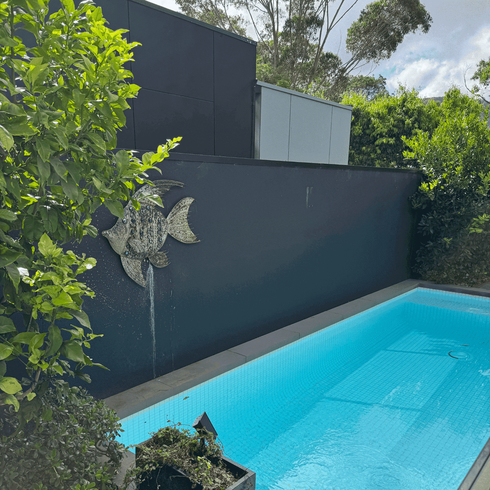 Elevate Your Poolside Oasis: Before Deluxe Buxus Hedge Panels in McCrae Victoria