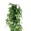 Vivid Green Hanging Artificial Ruscus Plant UV Resistant 120cm 3