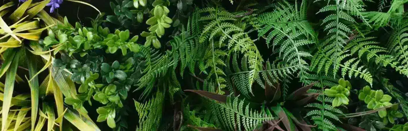 unfolding foliage after installation