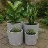planters with plants (1)